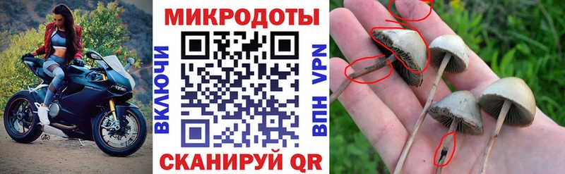 что такое наркотик  omg зеркало  Псилоцибиновые грибы Psilocybine cubensis  Азов 